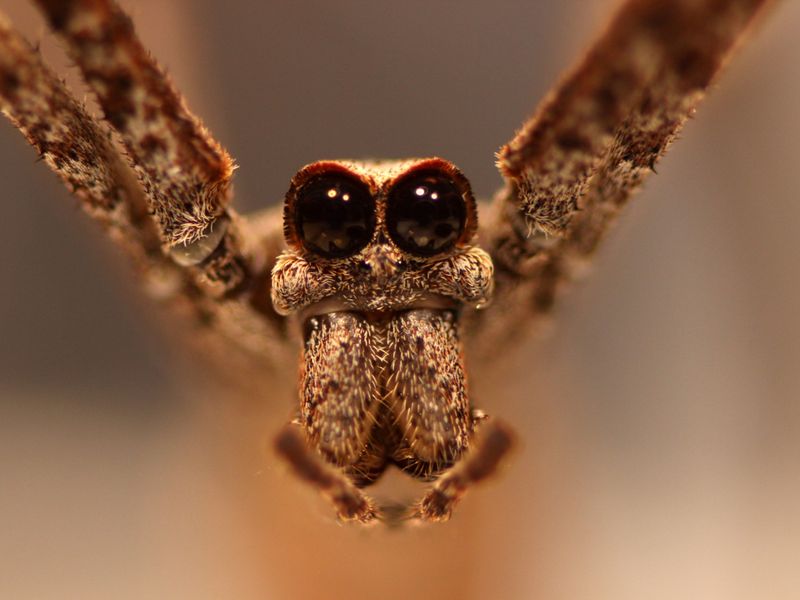 Ogre-Faced Spider