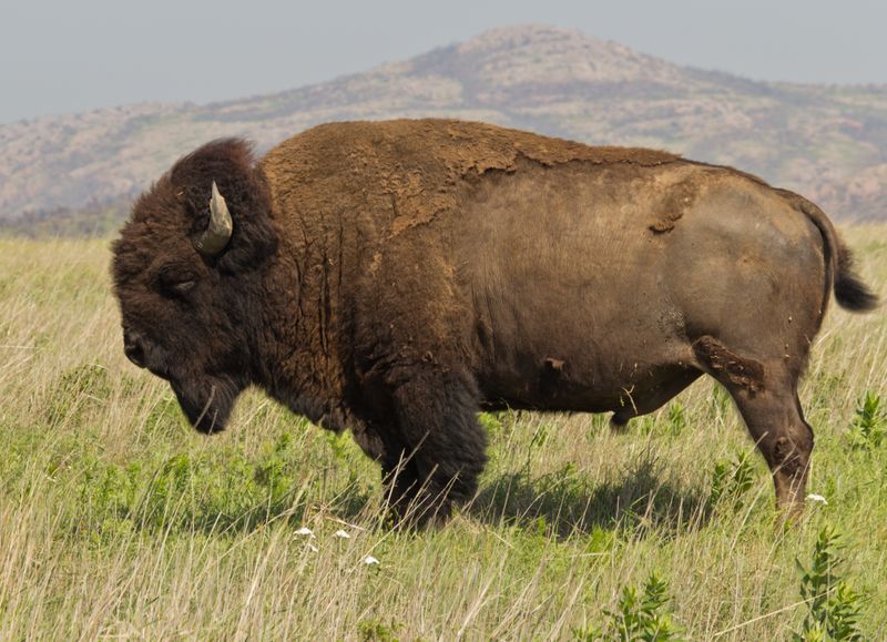 Oklahoma - American Bison