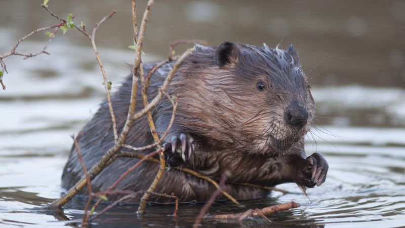 Oregon - American Beaver