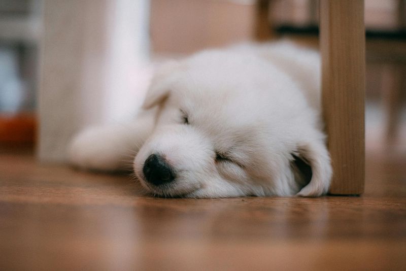 Dreams Reveal A Dog's Personality