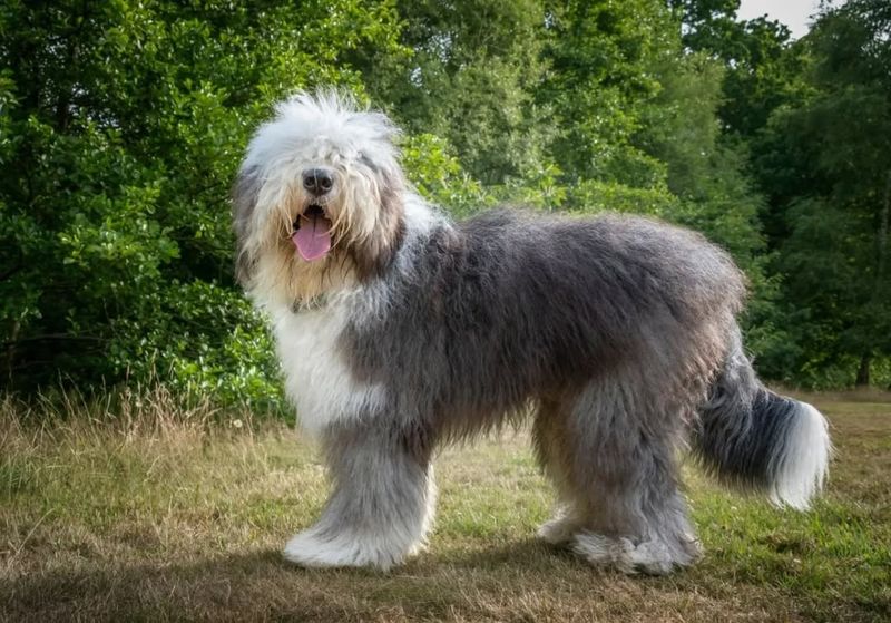 Old English Sheepdog