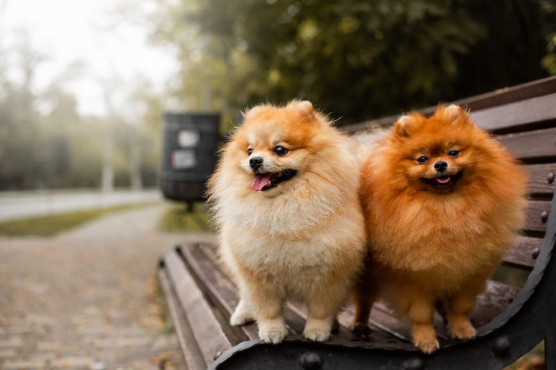 Pomeranian