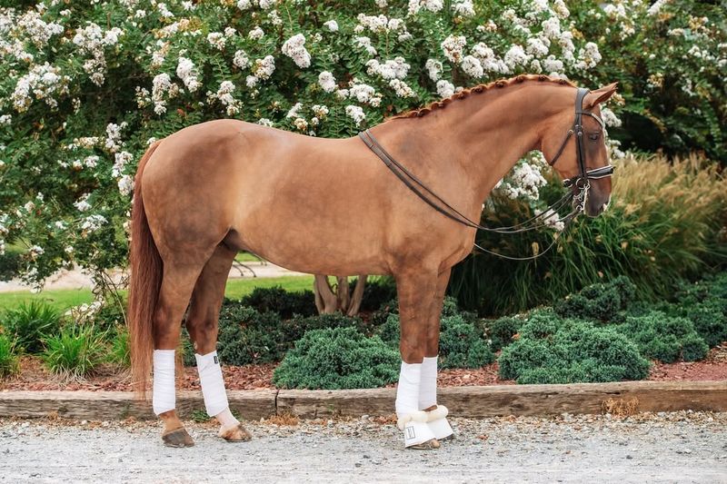 Oldenburg ($10,000 – $70,000)