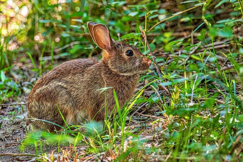 Eastern Cottontail Rabbit