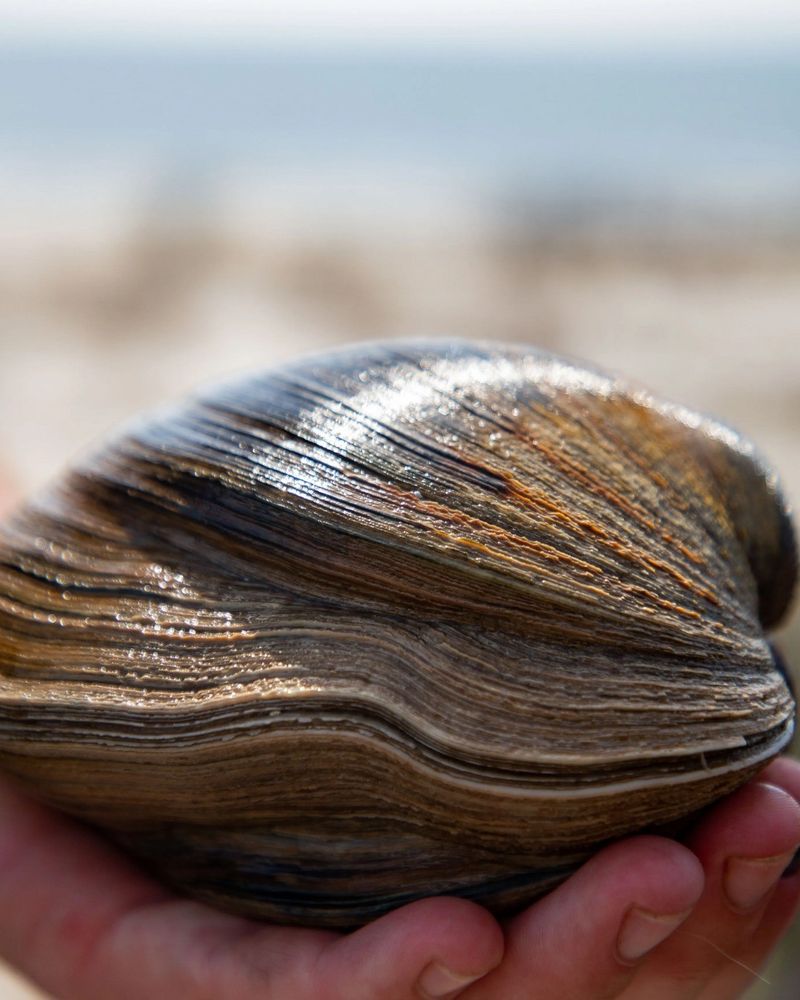 Ocean Quahog