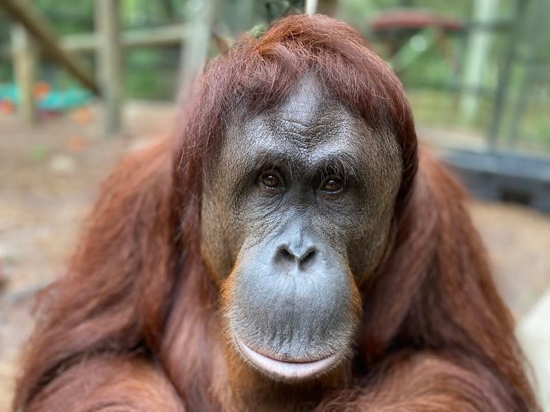 Orangutans