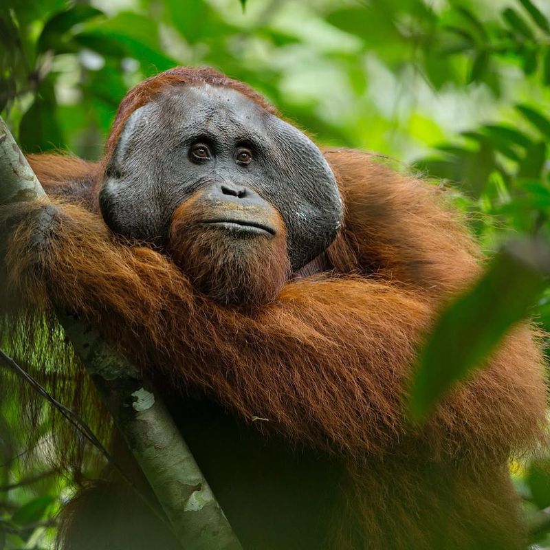 Orangutans