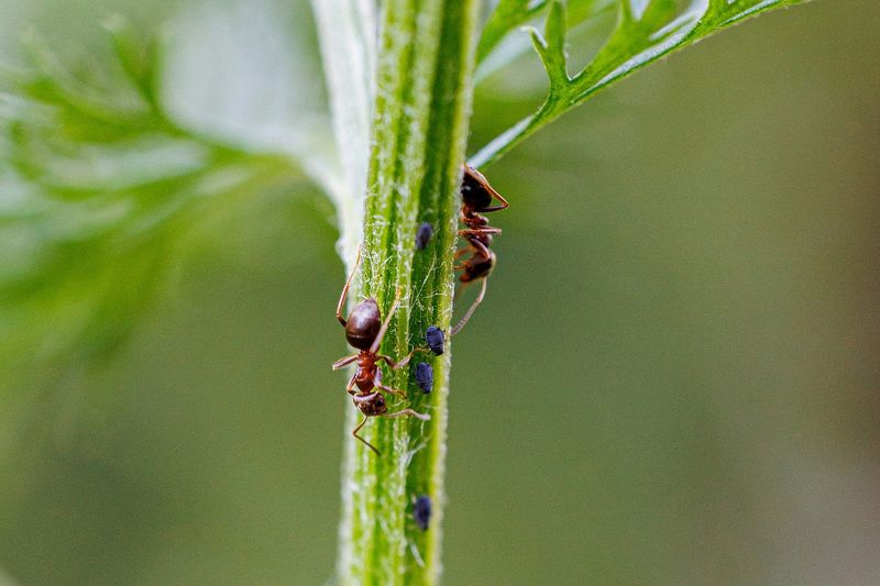 Ants' Farming Skills