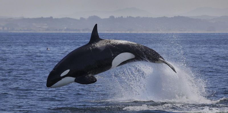 Orca