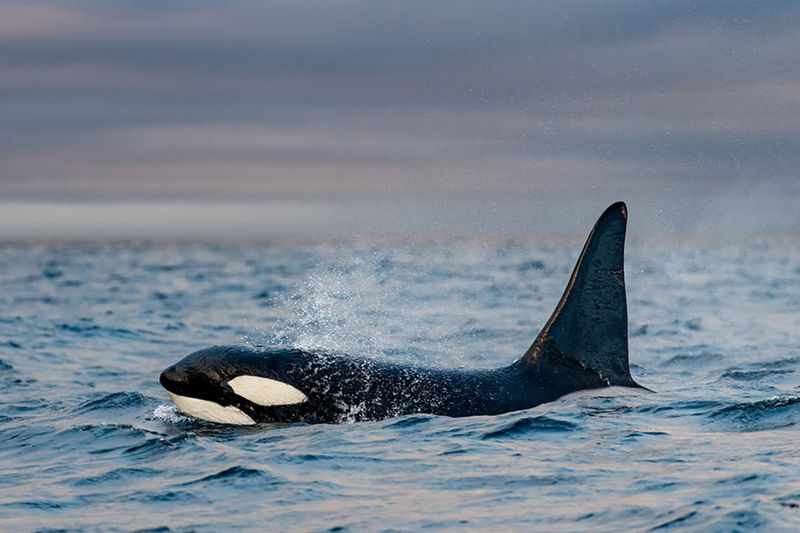 Orca Whale