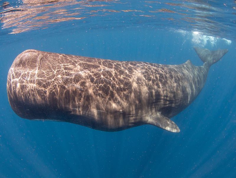 Sperm Whale