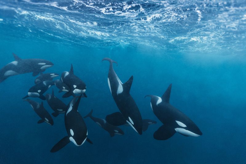 Orcas