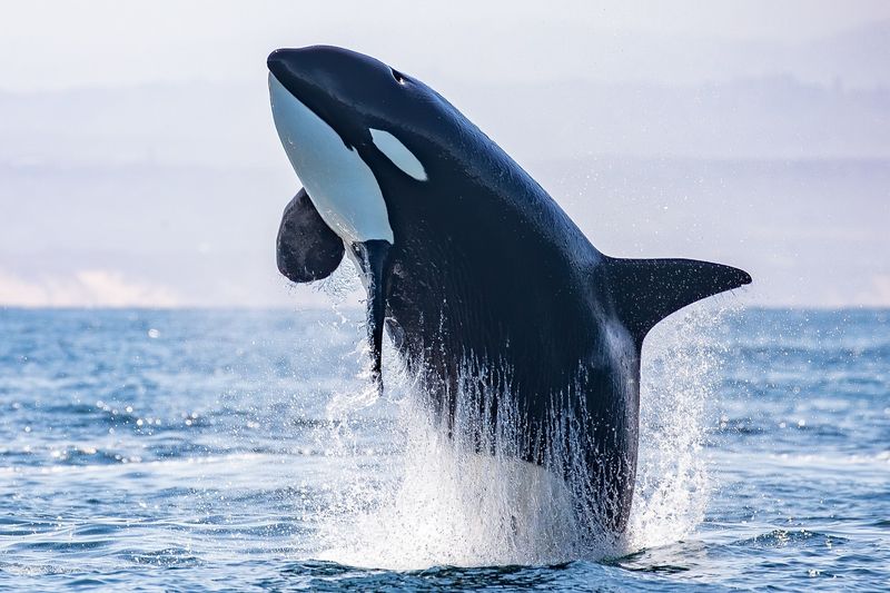 Orcas