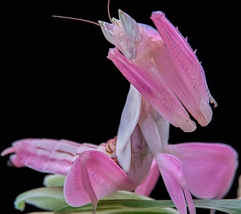 Orchid Mantis