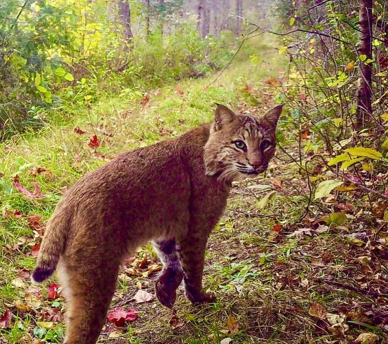 Michigan's Woodland Wonder