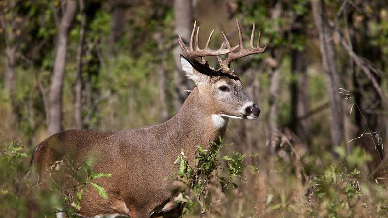 Pennsylvania - White-tailed Deer