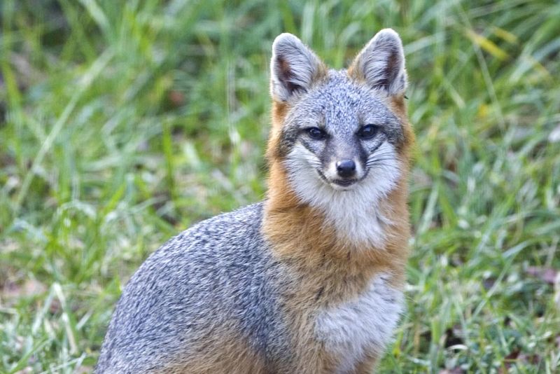 Illinois - Gray Fox