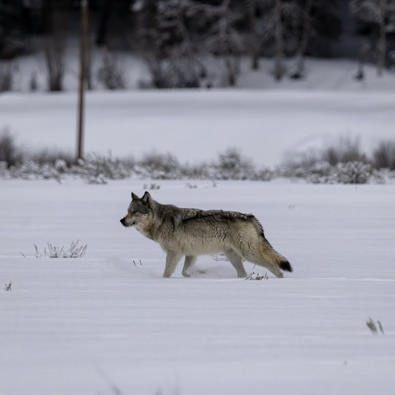 Wyoming: Where Gray Wolves Roam Wild And Free