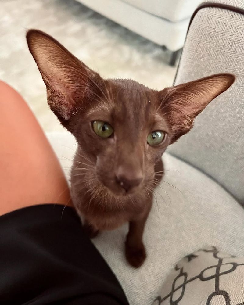 Oriental Shorthair