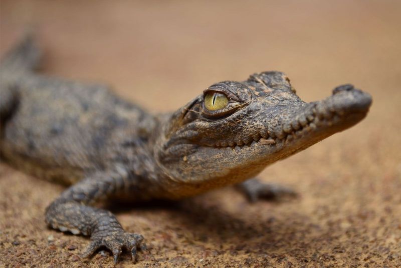 Orinoco Crocodile (Crocodylus Intermedius)