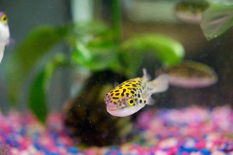 Green Spotted Puffer