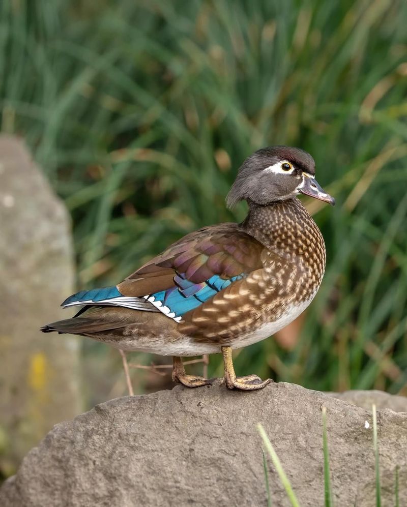 Wood Duck