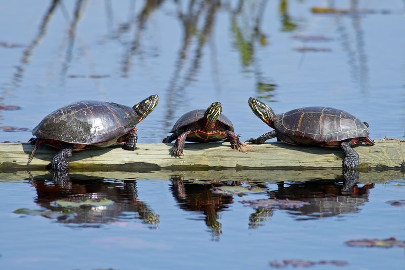 Painted Turtle