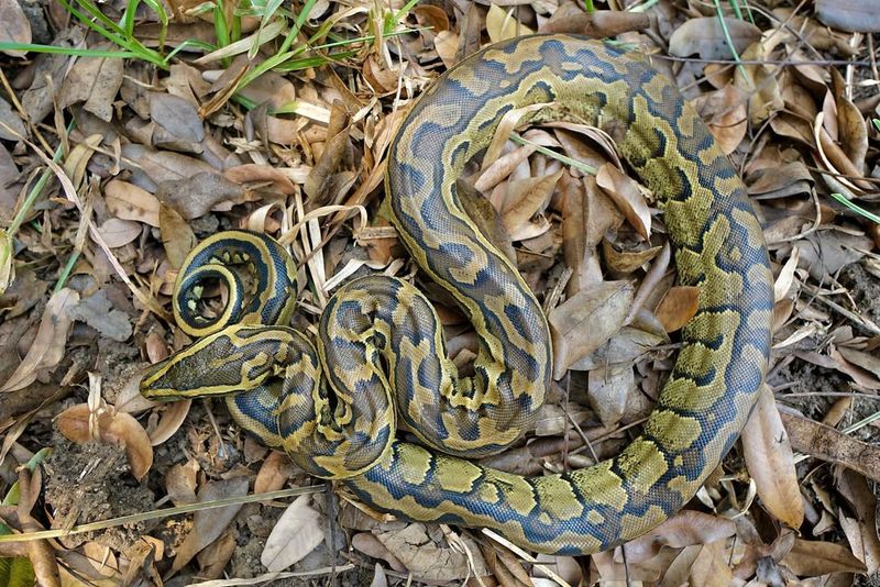 African Rock Python