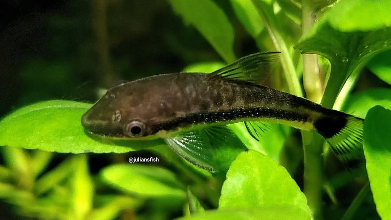 Otocinclus Catfish