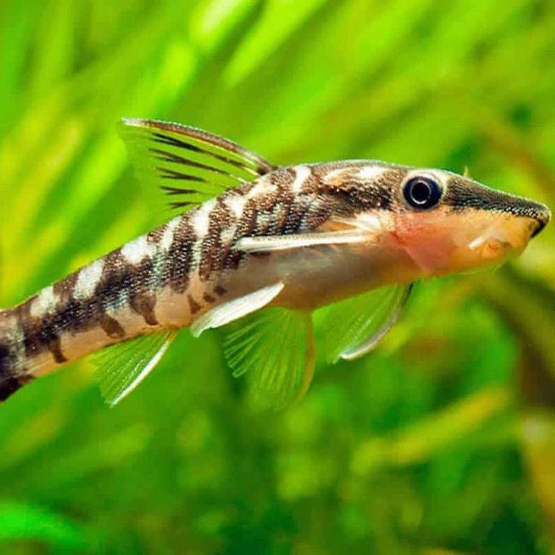 Otocinclus Catfish