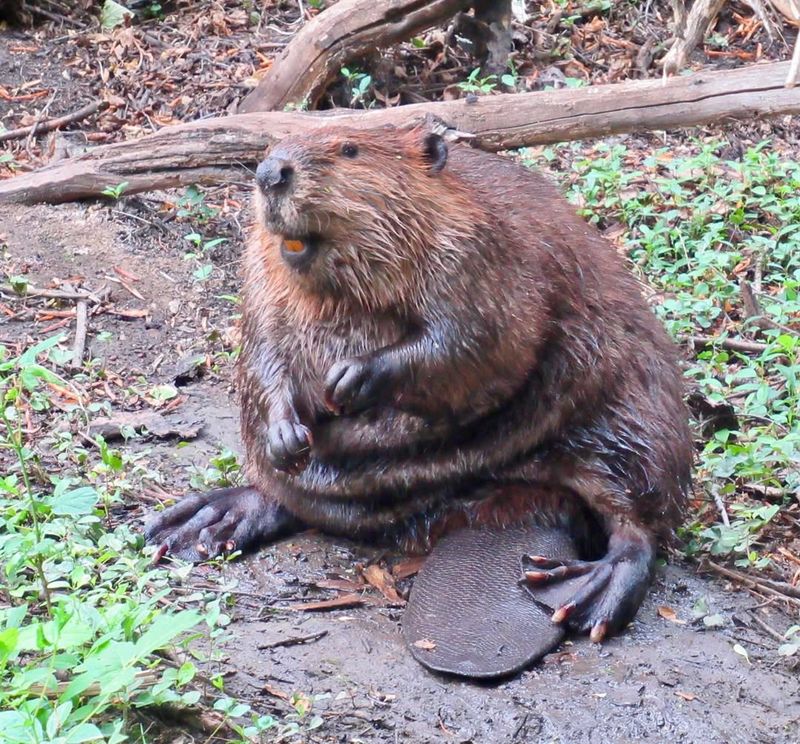 Beaver