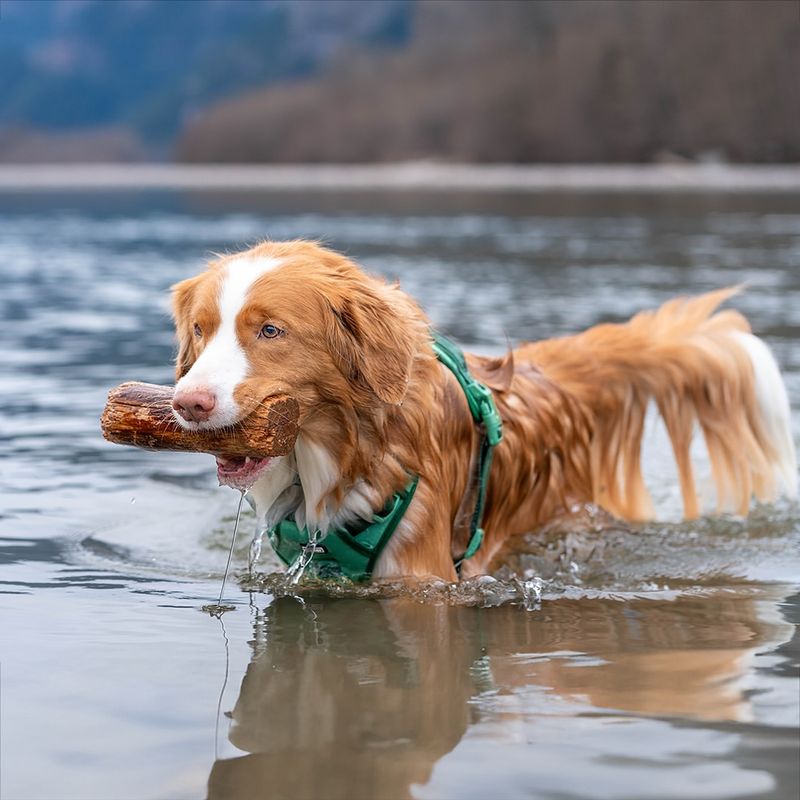 Nova Scotia Duck Tolling Retriever