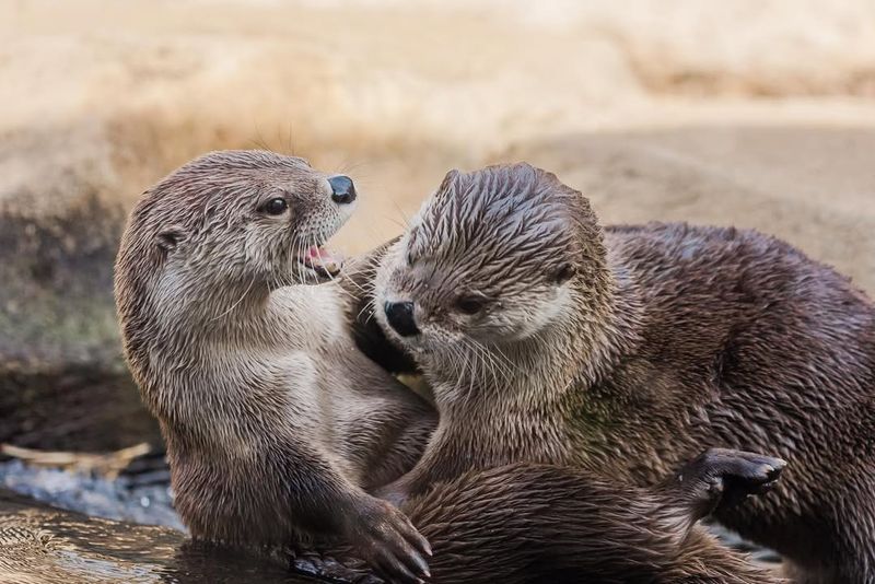 Otters
