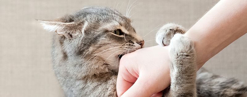 Over-Petting Them