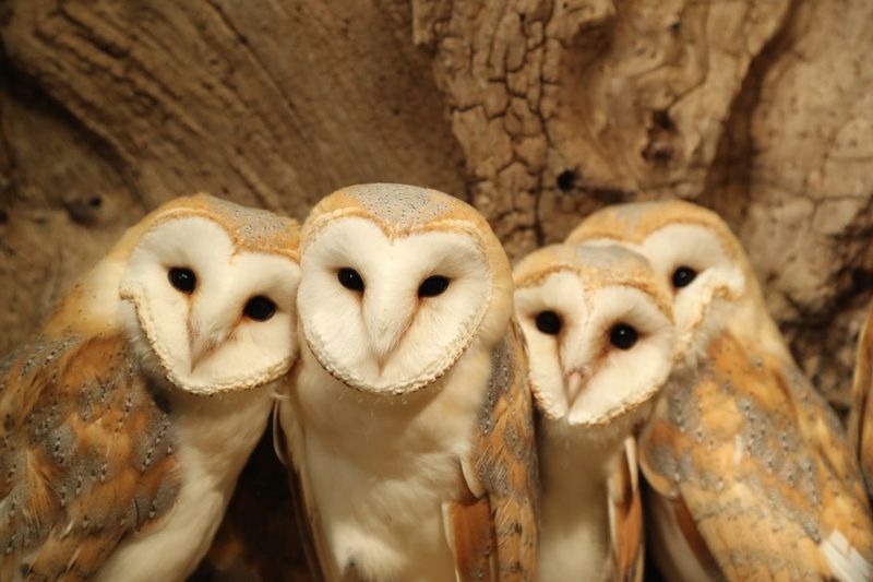 Owls
