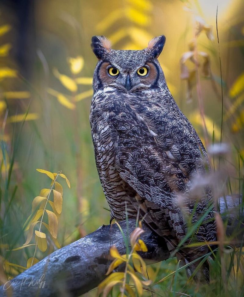 Owls Have The Best Night Vision