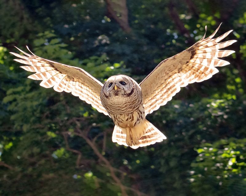 Owls Are Birds Of Prey