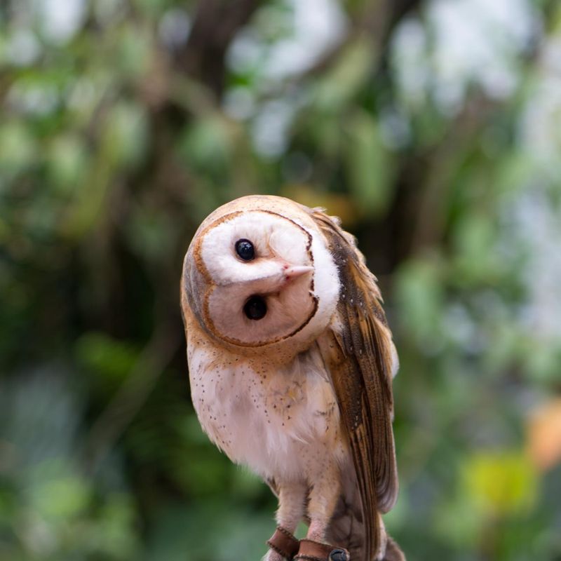 Owls Can Rotate Their Heads Exorcist-Style