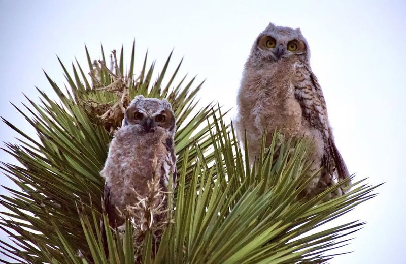 Owls