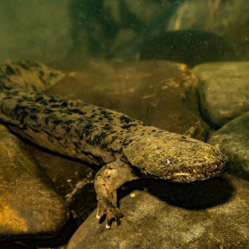Ozark Hellbender
