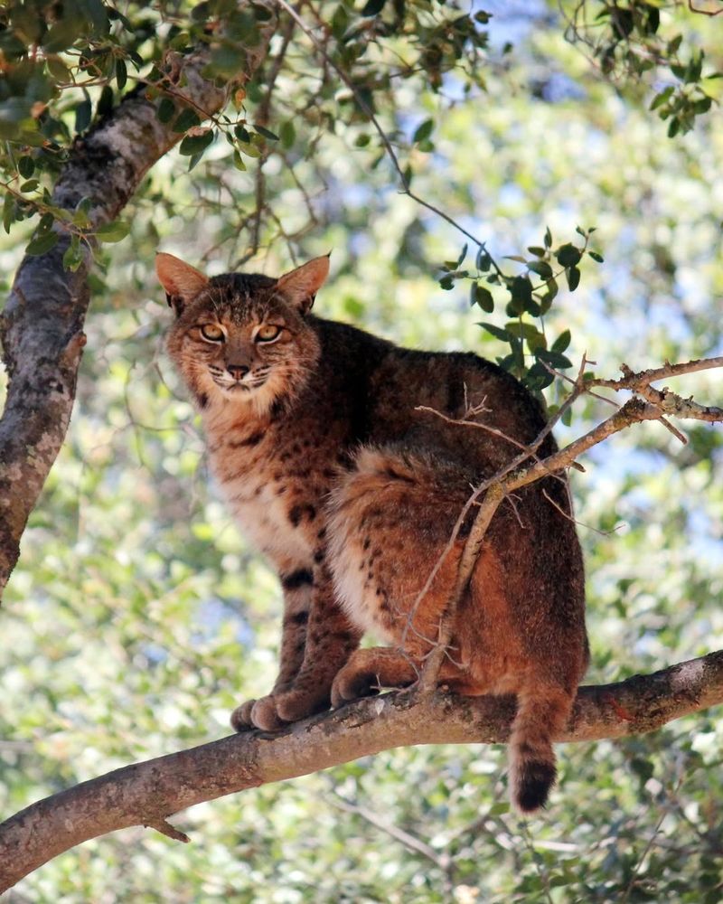 PAWS Wildlife Sanctuary, California