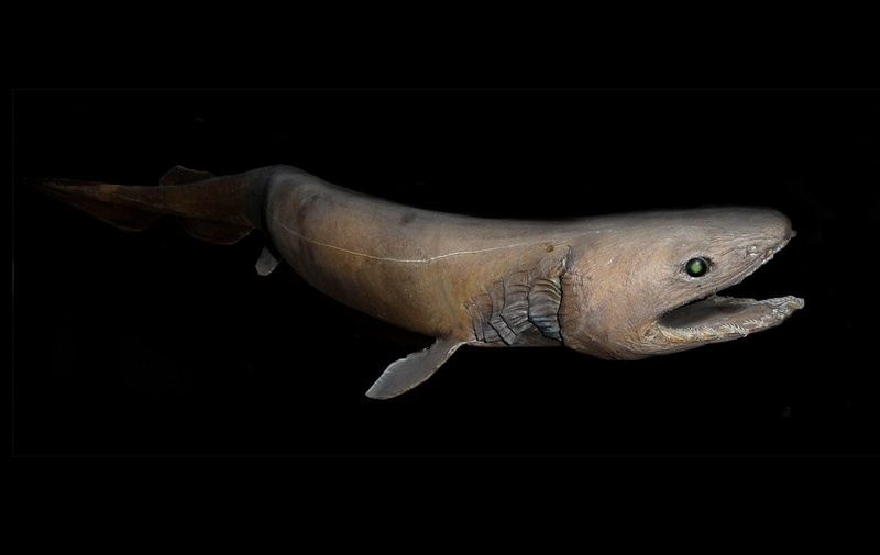 Frilled Shark