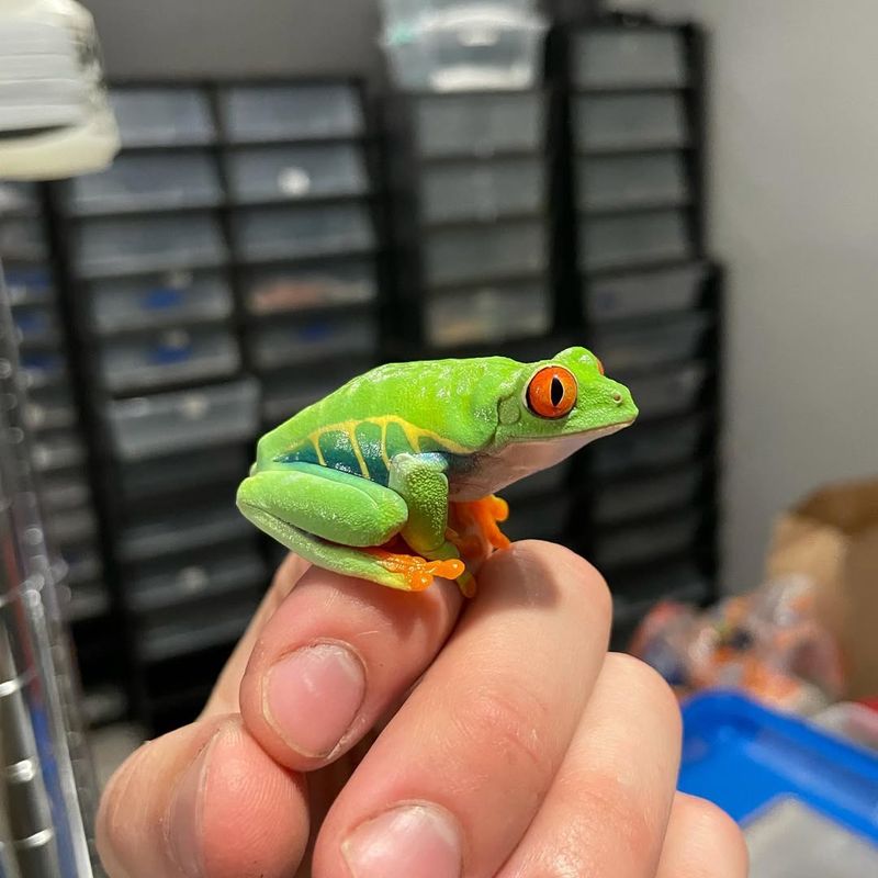 Red-Eyed Tree Frog