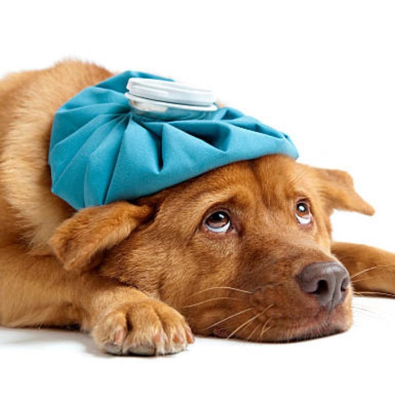 Pain Or Illness