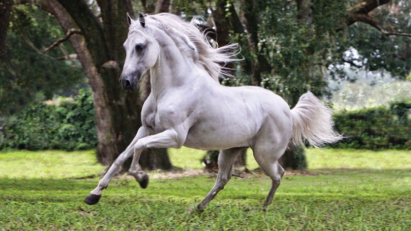 Paso Fino