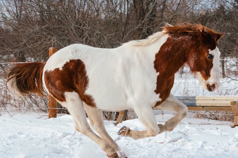 Paint Horse ($5,000 – $40,000)