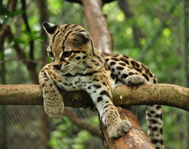 Margay