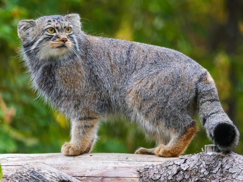 Pallas’s Cat
