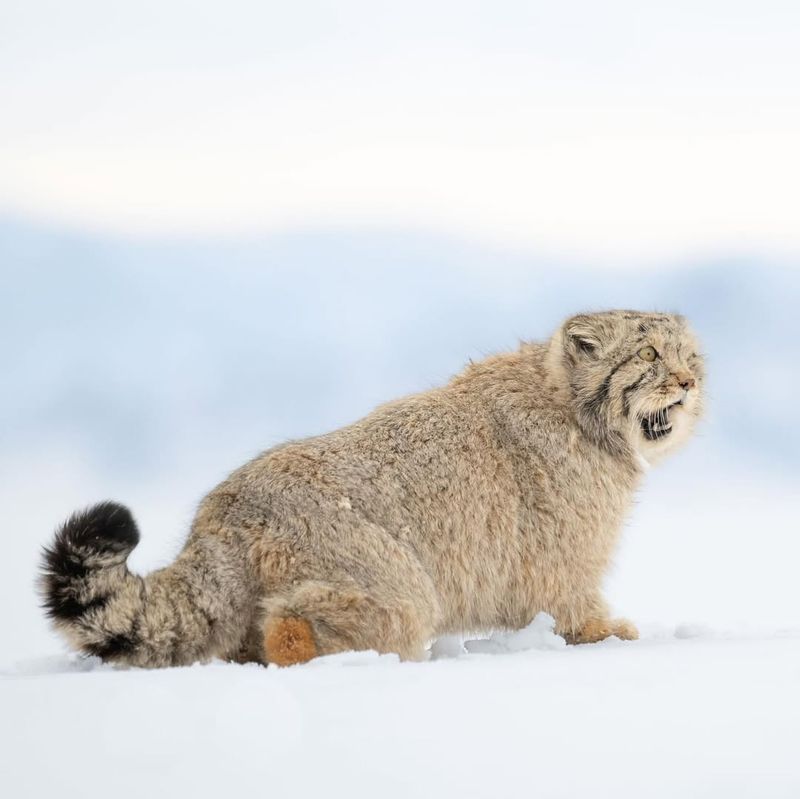 Pallas's Cat