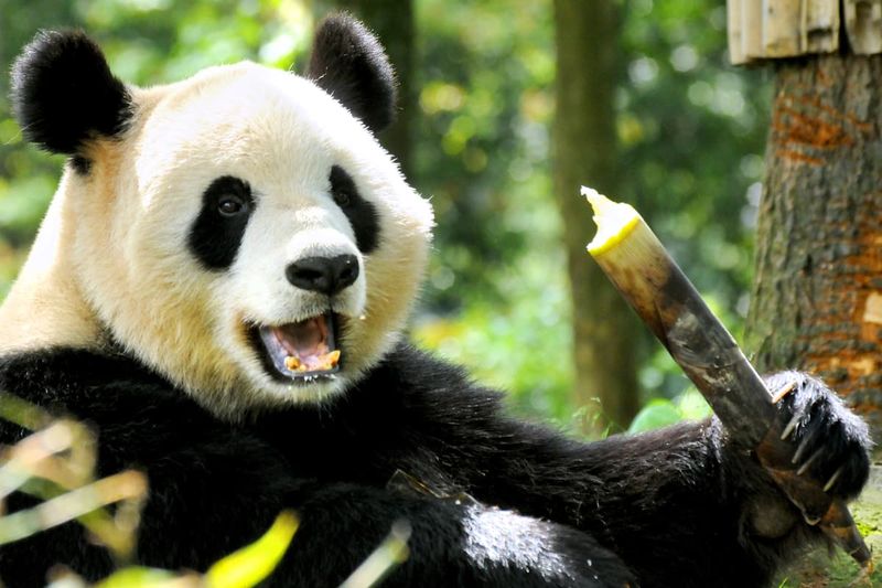 Pandas' Bamboo Dependency